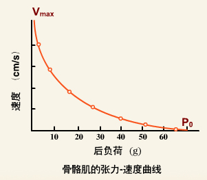 骨骼肌的张力－速度曲线