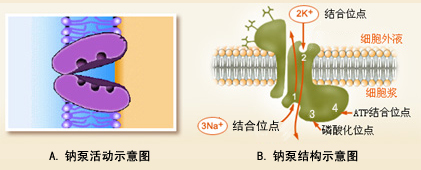 钠泵示意图