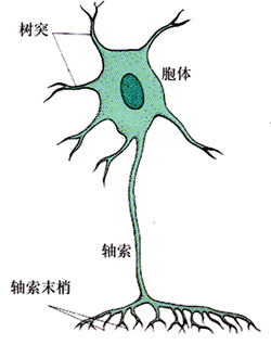 神经元的结构