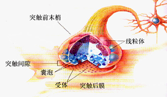 突触结构