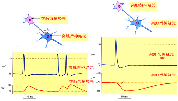 EPSP和IPSP