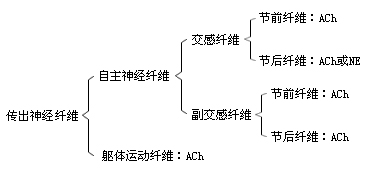 外周神经递质的分布