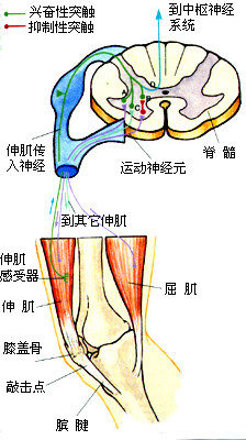 肌腱反射