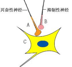 突触前抑制