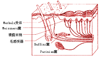 人类皮肤上的一些浅表感受器