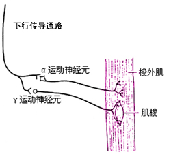 α-运动神经元和γ-运动神经元