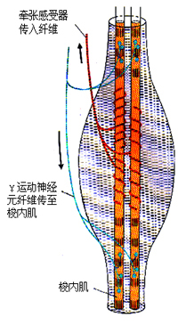 肌梭示意图