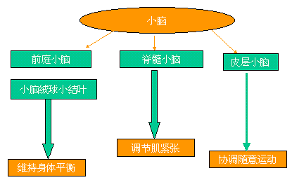 小脑对运动的调节