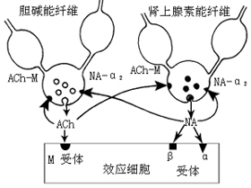 递质相互作用