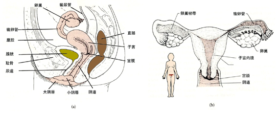 女性生殖系统