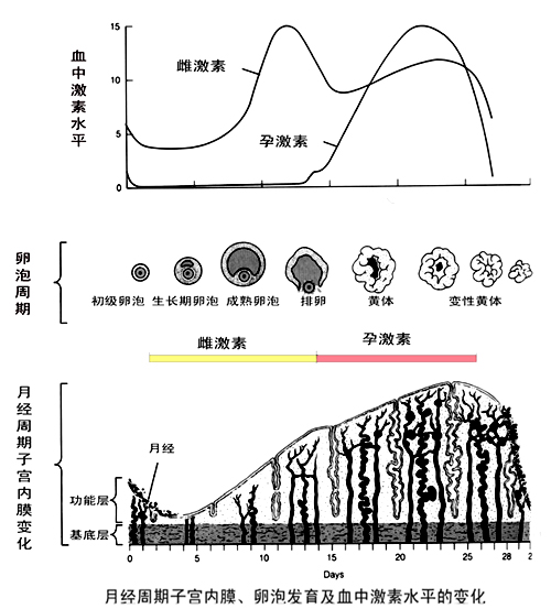 月经周期子宫内膜、卵泡发育及血中激素水平的变化