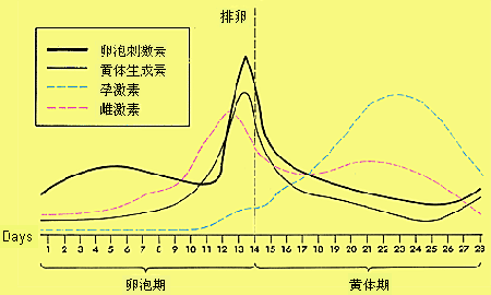 月经周期过程中血浆激素水平变化 