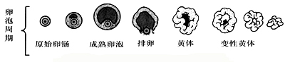 卵泡发育过程