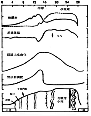 月经周期中机体功能的改变