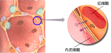 呼吸膜