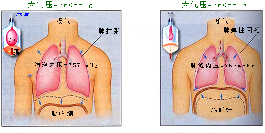 呼吸时肺内压的变化