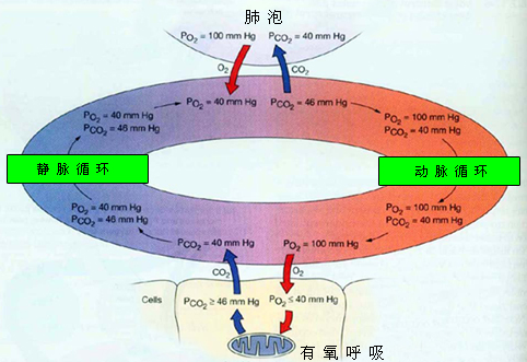 气体交换的过程