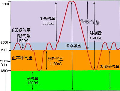 肺容积和肺容量图解