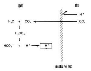 中枢化学感受器作用原理