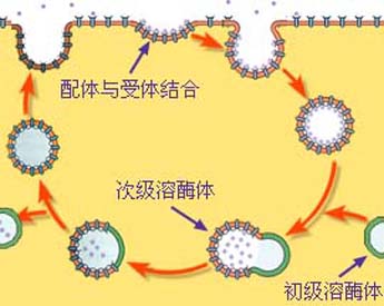 受体介导的入胞和出胞