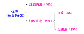 正常体液分布