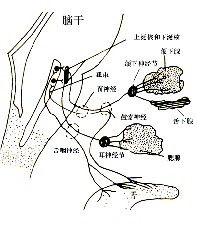 唾液腺解剖图