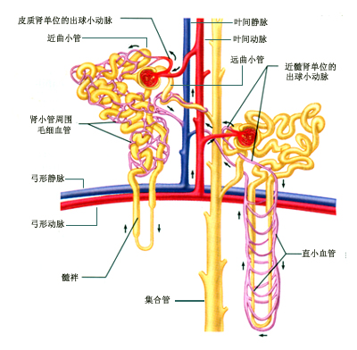 肾单位的分类