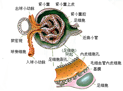 球旁器示意图