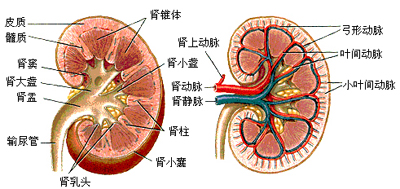 肾脏结构和血流分布