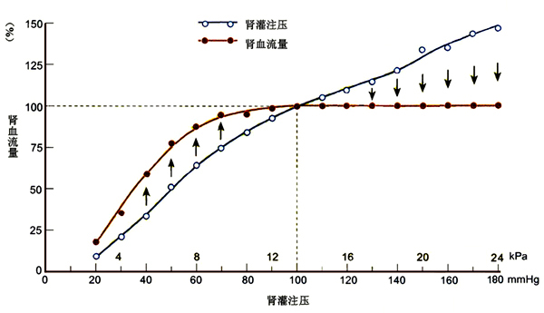 肾血流量的自身调节