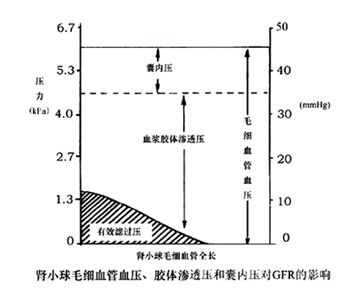 肾小球毛细血管血压、胶体渗透压和囊内压对GFR的影响