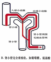 肾小管完全重吸收