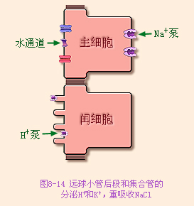 远球小管后段和集合管的分泌氢离子和钾离子，重吸收氯化钠