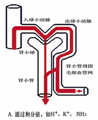滤过和分泌