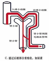 滤过后部分重吸收