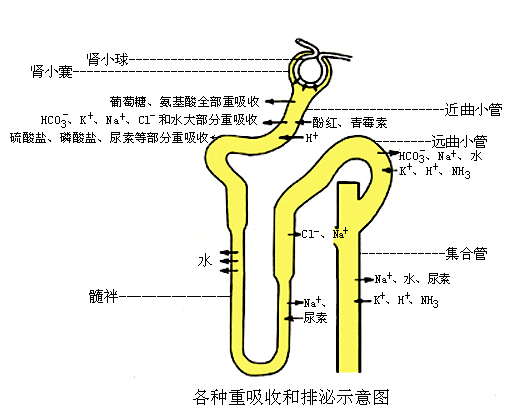 各种重吸收和排泌示意图