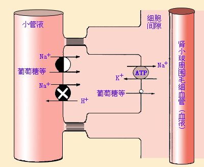 近球小管前半段重吸收