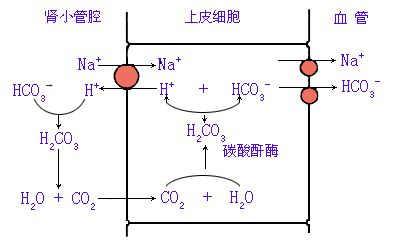 近球小管对HC03-重吸收