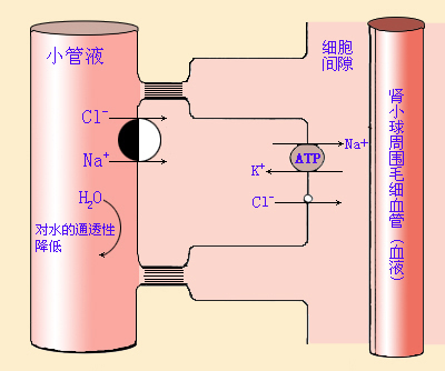 远曲小管初段重吸收NaCl