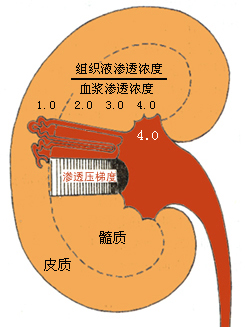 肾髓质渗透梯度示意图