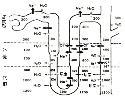 髓质高渗梯度的形成示意图