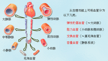 各类血管的功能特点