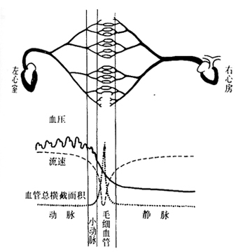 各段血管的血压、血流速度和血管总横断面的关系