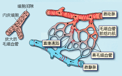 微循环的组成和血流通路