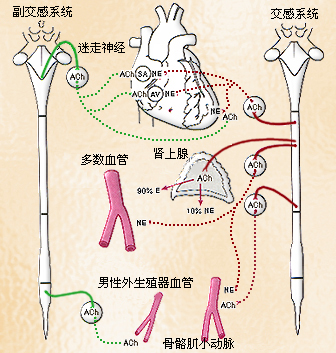 心脏和血管的传出神经支配