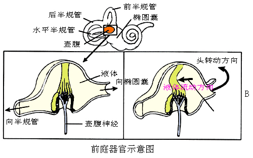 前庭器官示意图