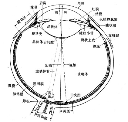 右眼水平切面