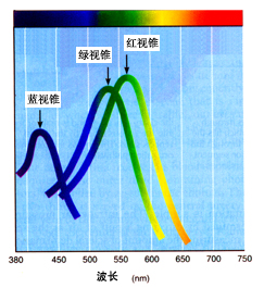 人视网膜中三种不同视锥细胞的光谱敏感性