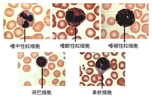 各种白细胞的分类