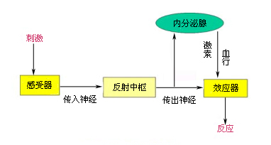 神经－体液调节模式图
